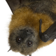 Image for article titled Latest Ebola Outbreak Caused By Bat Play, Horrifying Rain of Bats